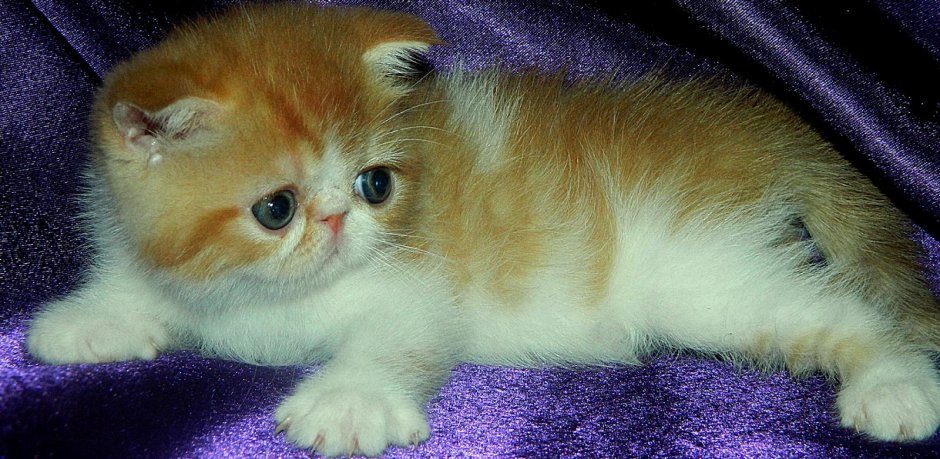 Экзот Калико