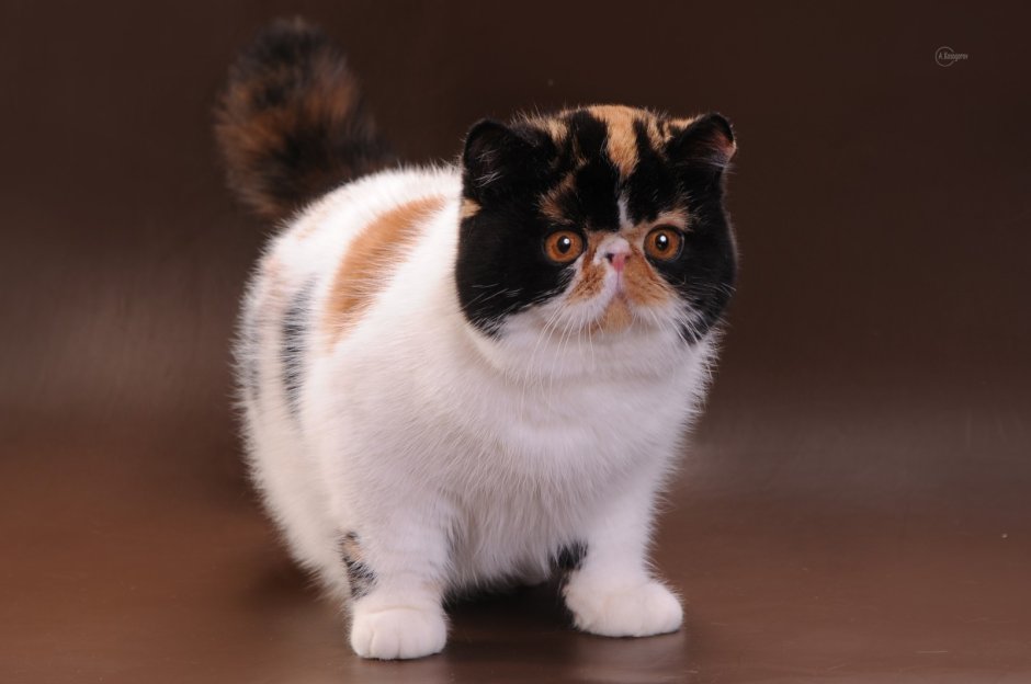 Экзотическая кошка (кот экзот)