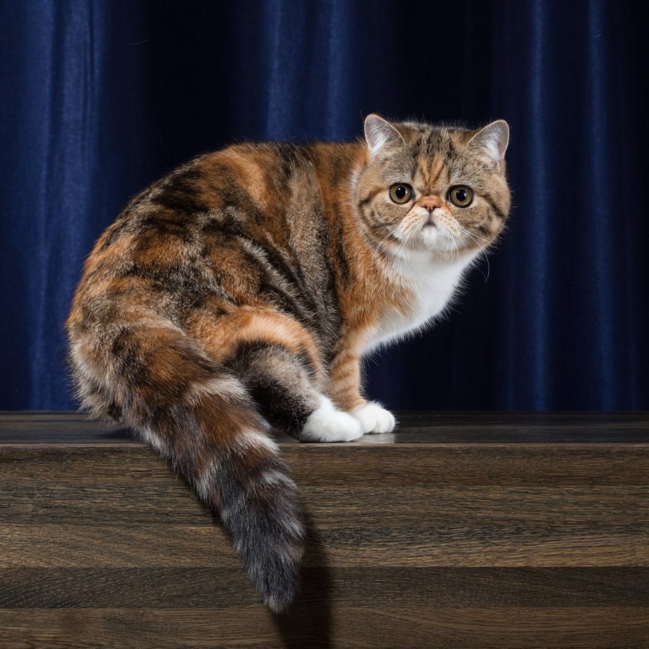 Породы кошек с фотографиями и названиями пород