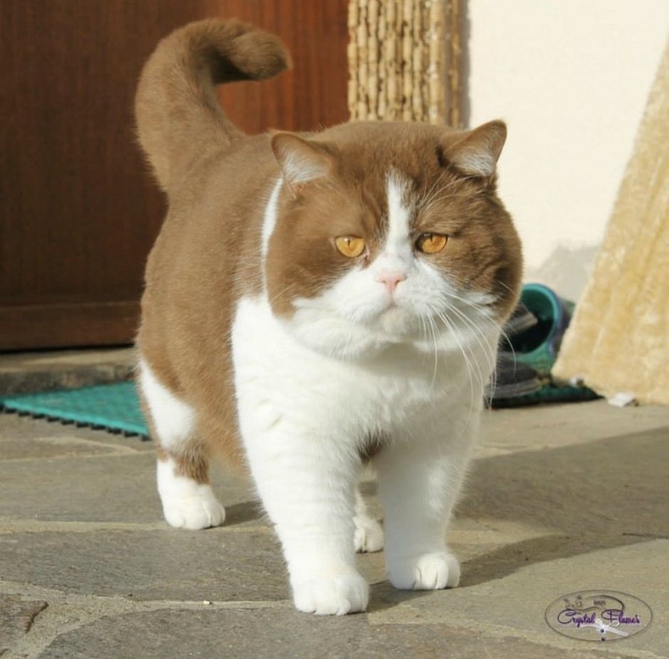 Каракет скрещенный