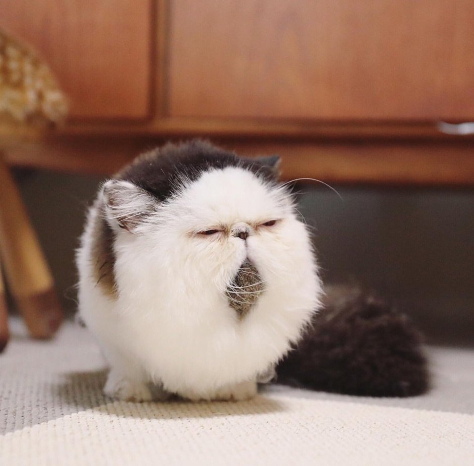 Коты Мейн кун