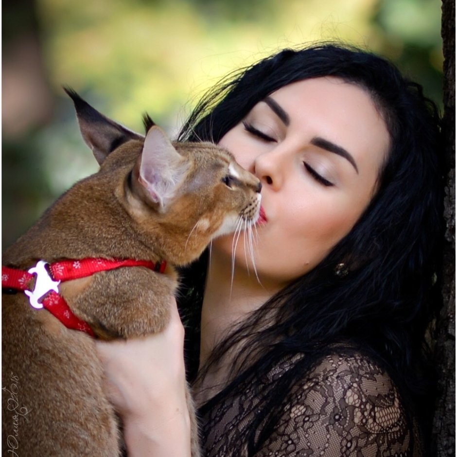 Zuu кот из Японии