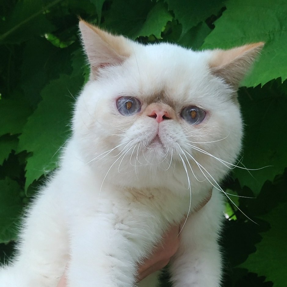 Сервал Саванна