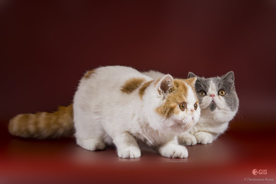 Дизайн сайта питомник кошек