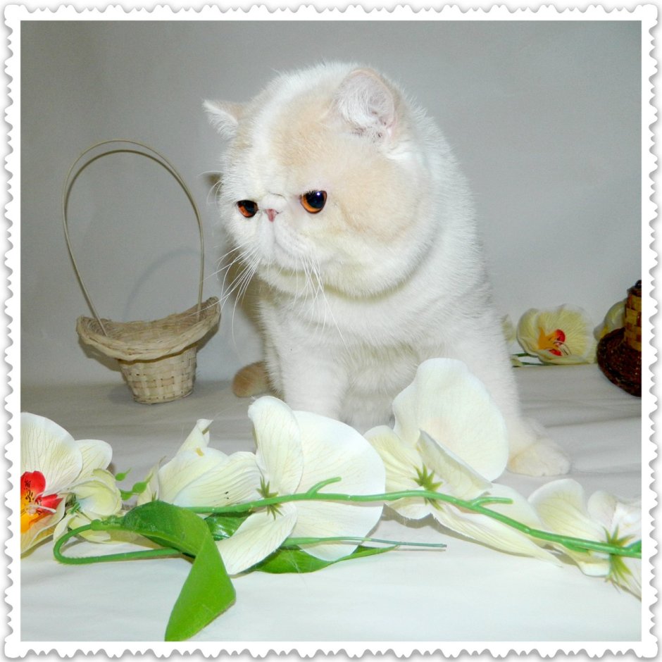 Экзот Южно-Сахалинск