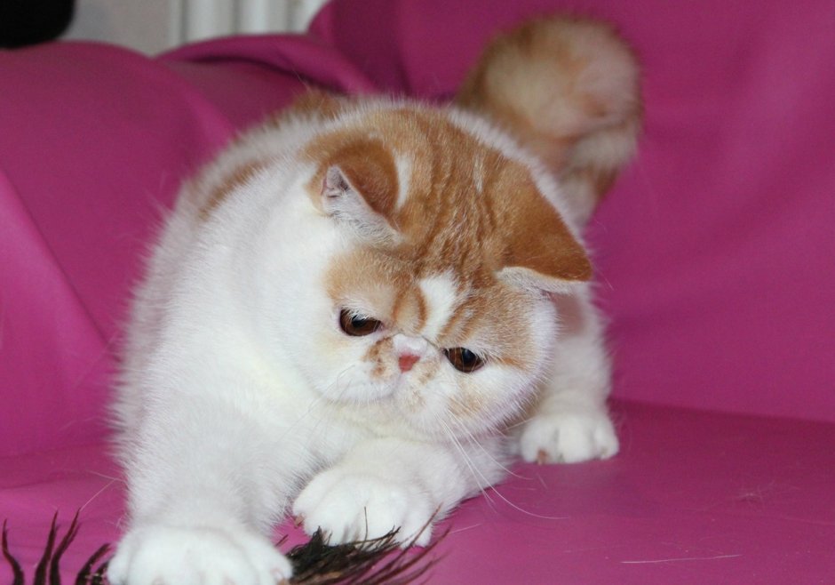 Какую нужно миску для котенка экзота