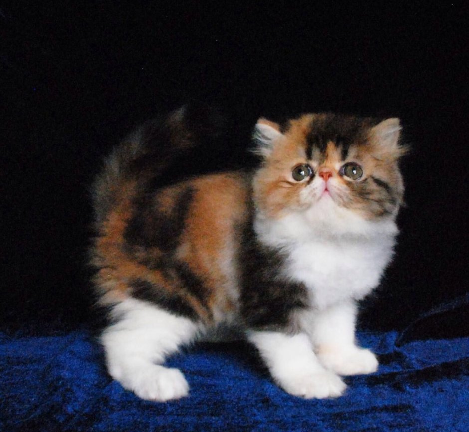 Как выглядят зубы экзотов