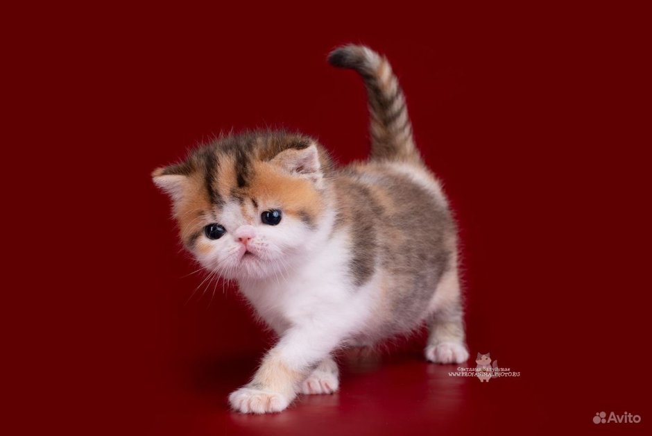 Кошки экзоты короткошерстные