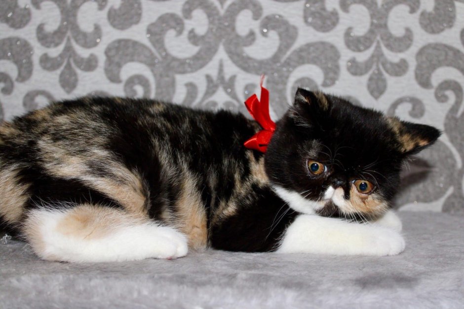 Питомник murlex СПБ официальный