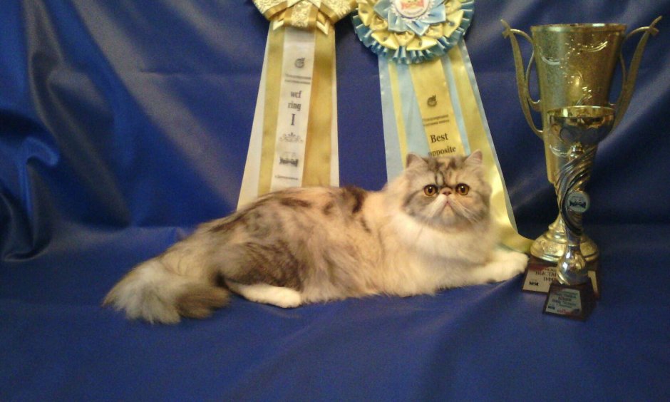 Экзот кошка