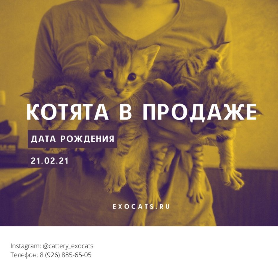 Экзот кошка