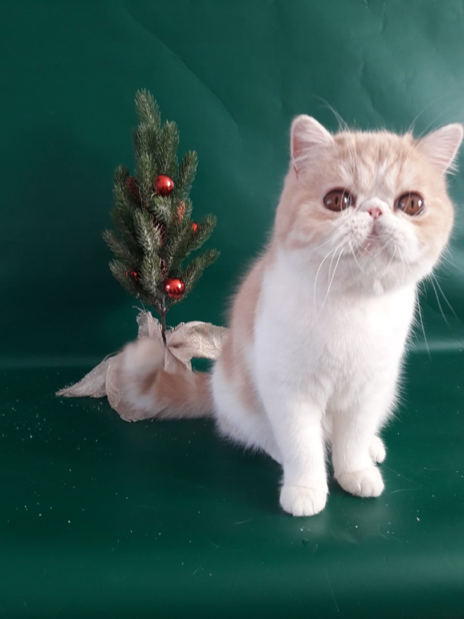 Экзотическая котенок недельный