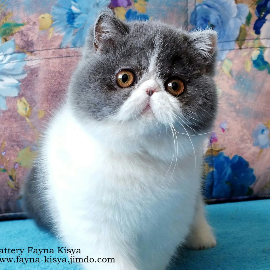 Экзотическая короткошерстная Снупи