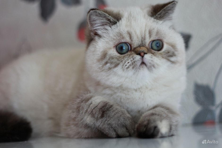 Персидская шиншилла Вилфред