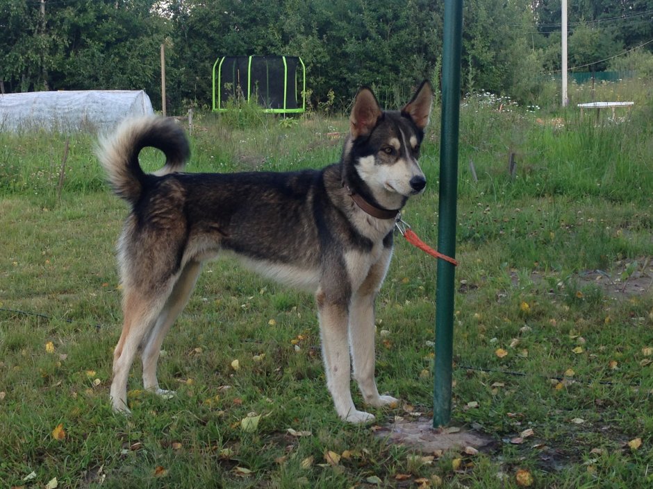 Помесь овчарки, лайки, хаски