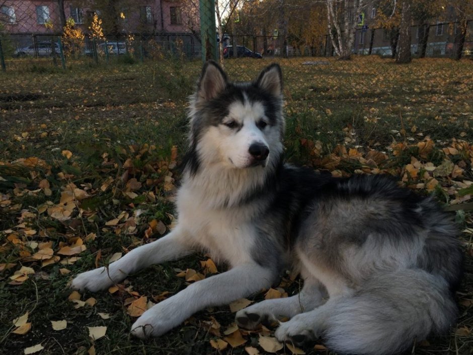 Кавказский маламут