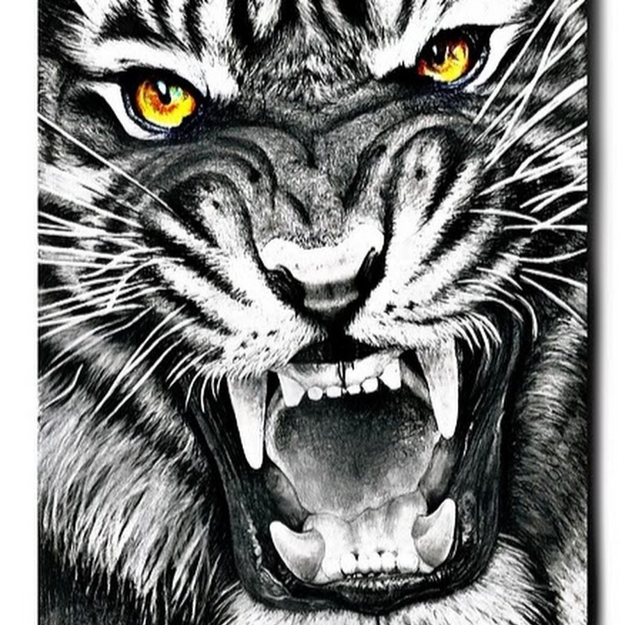 Амурский тигр оскал