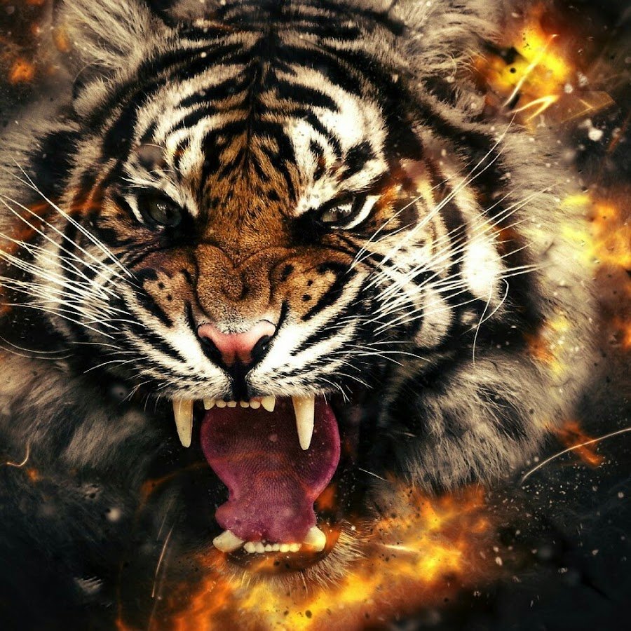 Тигр оскал чб