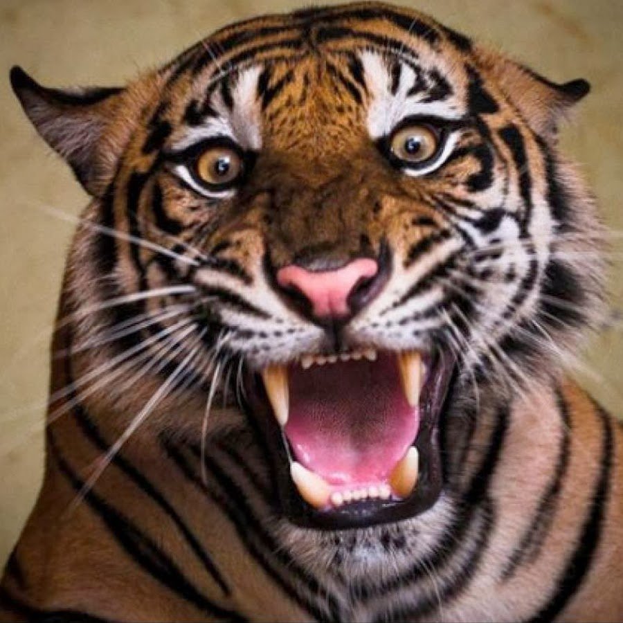 Злой тигр