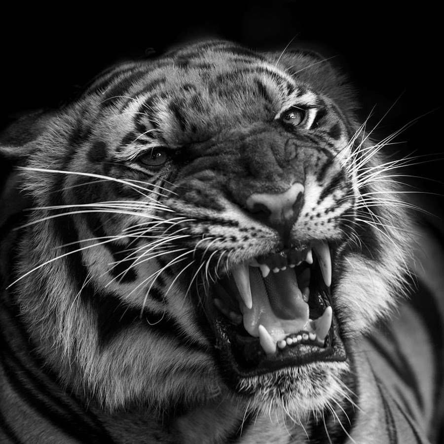 Оскал тигра тату эскиз