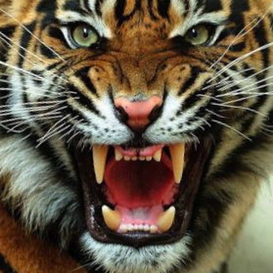 Свирепый оскал тигра