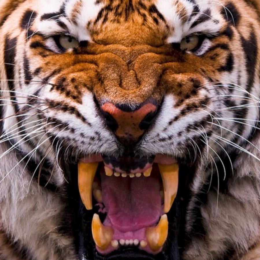 Слюни тигра