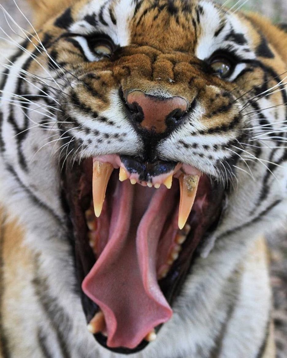Амурский тигр оскал