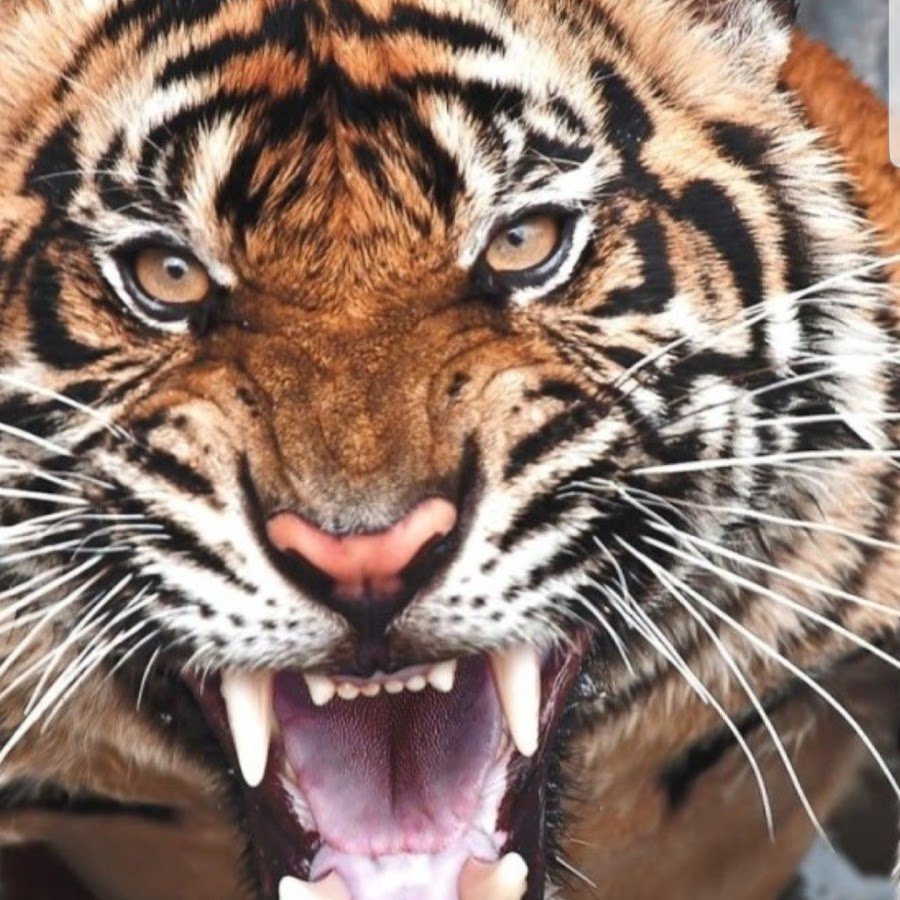 Тигр с большими зубами