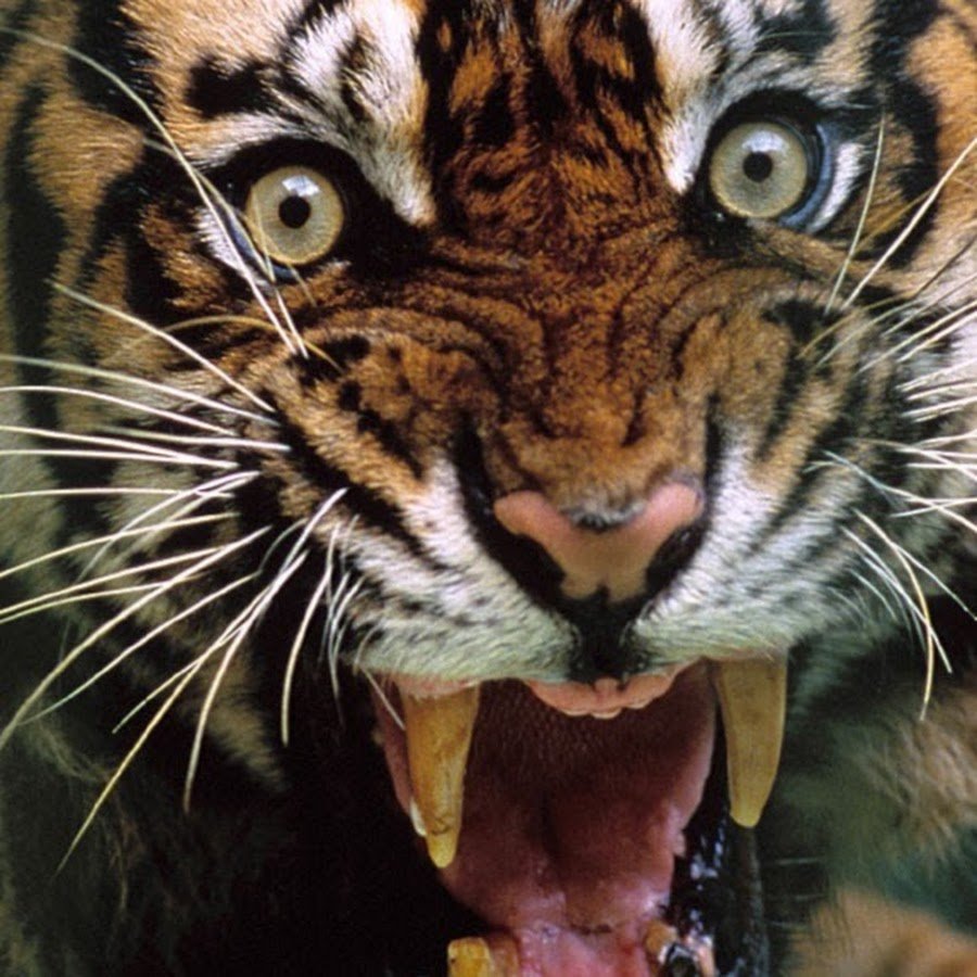 Амурский тигр злой