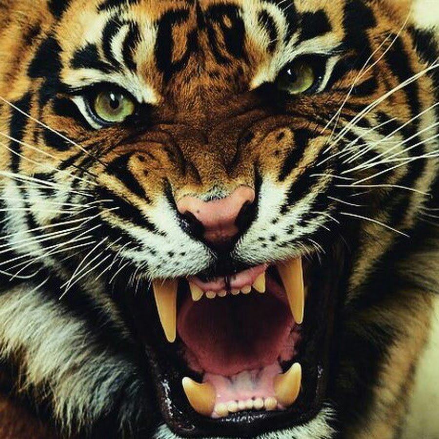 Амурский тигр рык