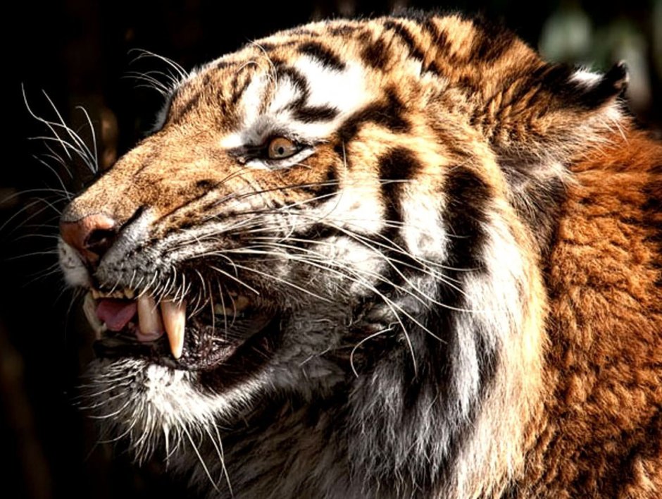 Тигр оскал тату эскиз