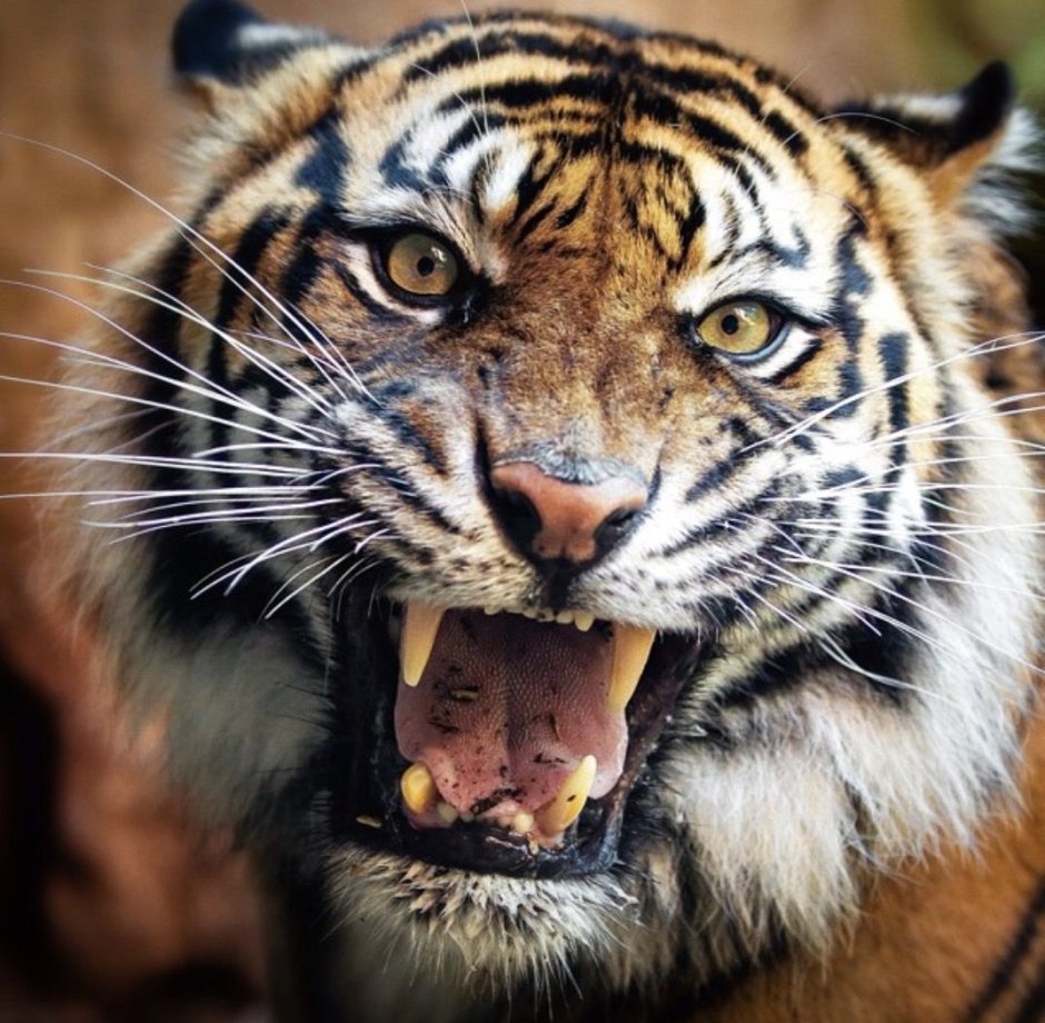 Злой оскал тигра