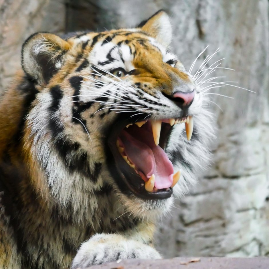 Тату Саблезубый тигр