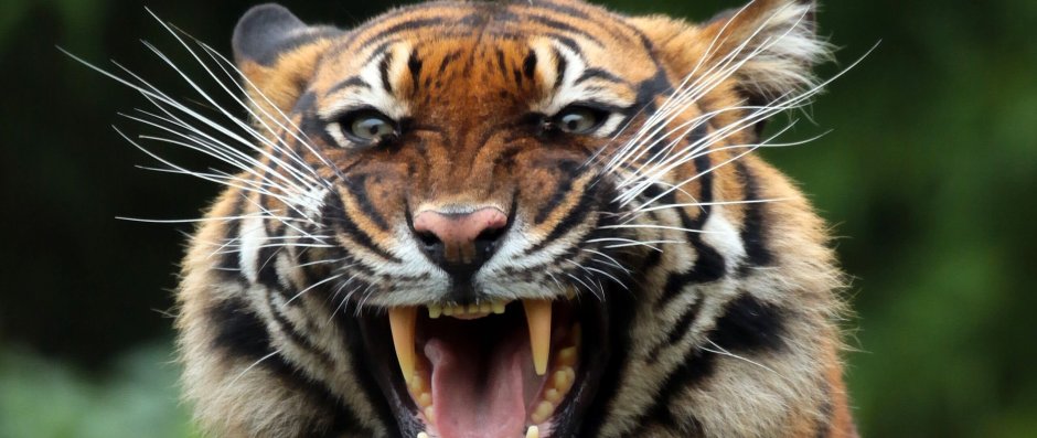 Тигриный оскал