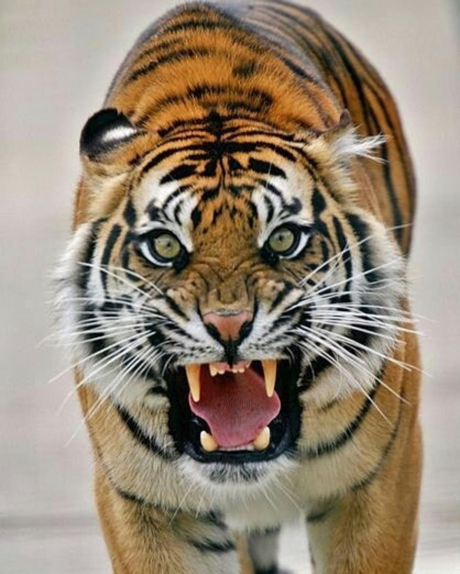 Свирепый оскал тигра