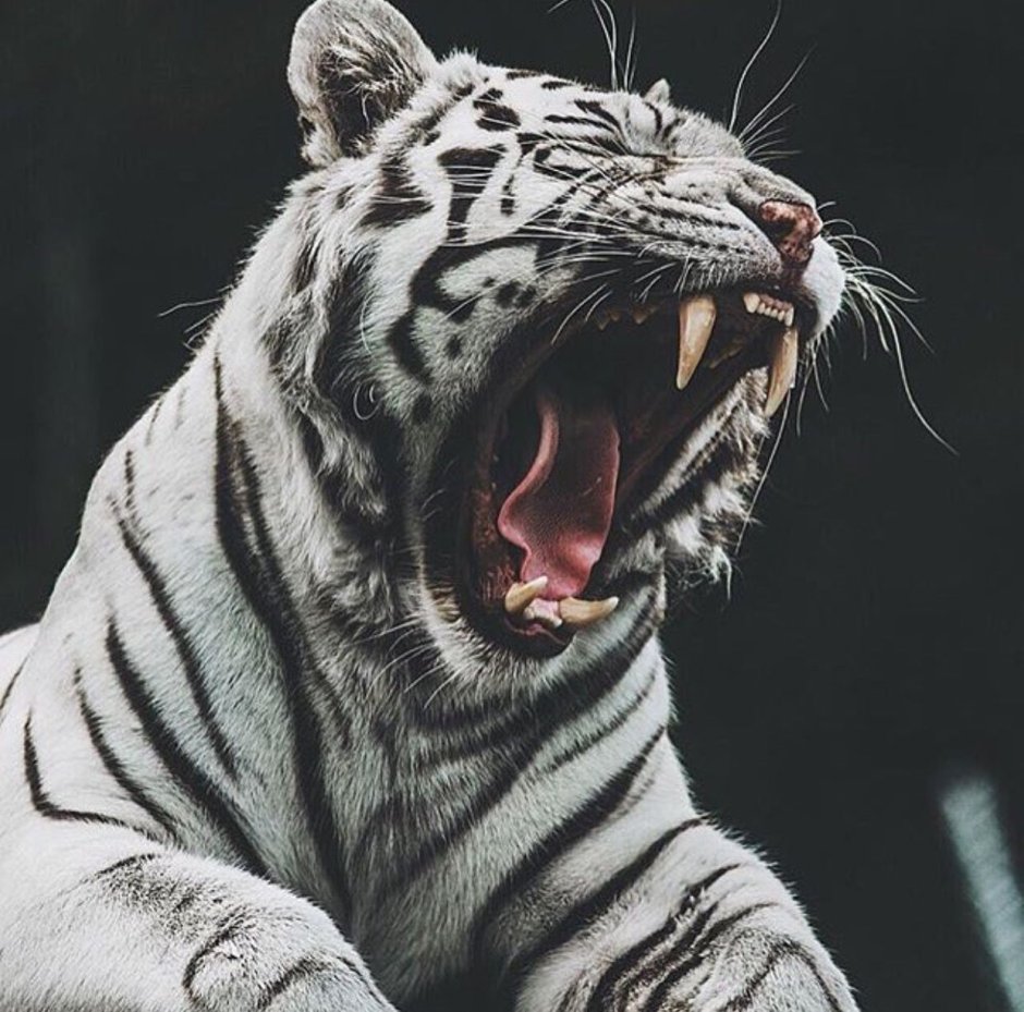 Тату тигра эскизы