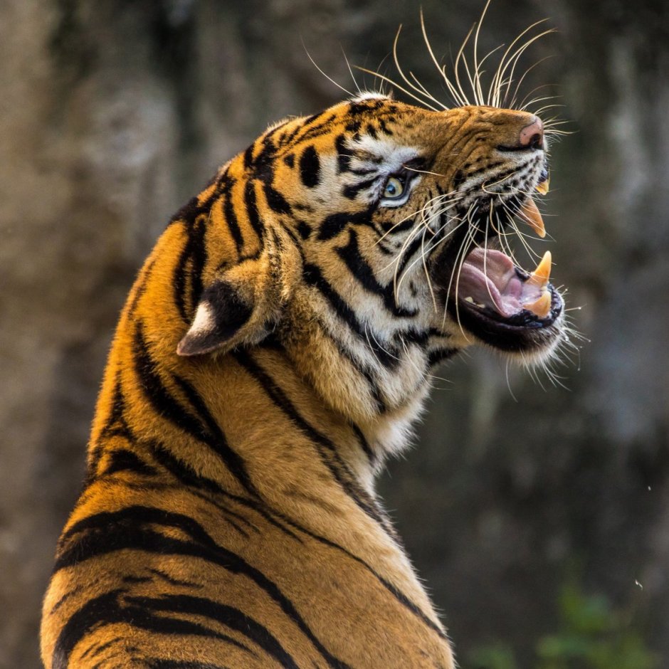 Тигр оскал реализм