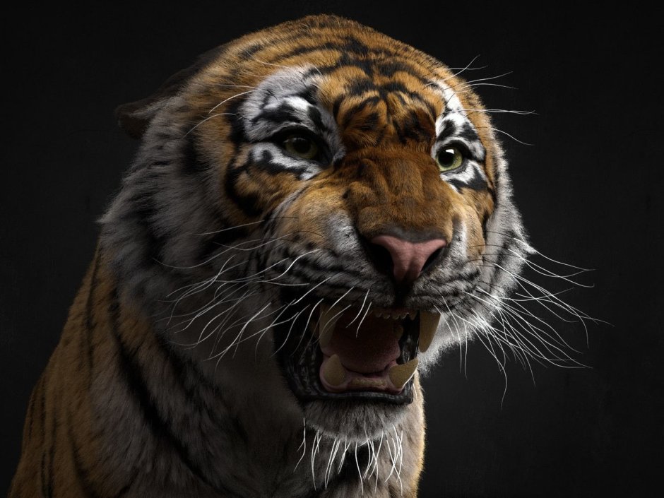 Тигр оскал анфас