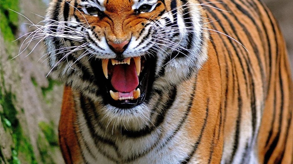 Фотообои тигр