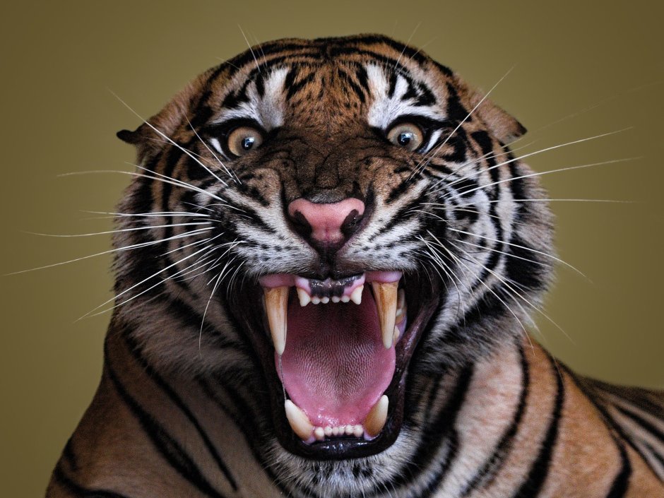 Йолбарс расм