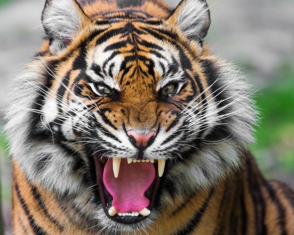 Тигр оскаленный сбоку