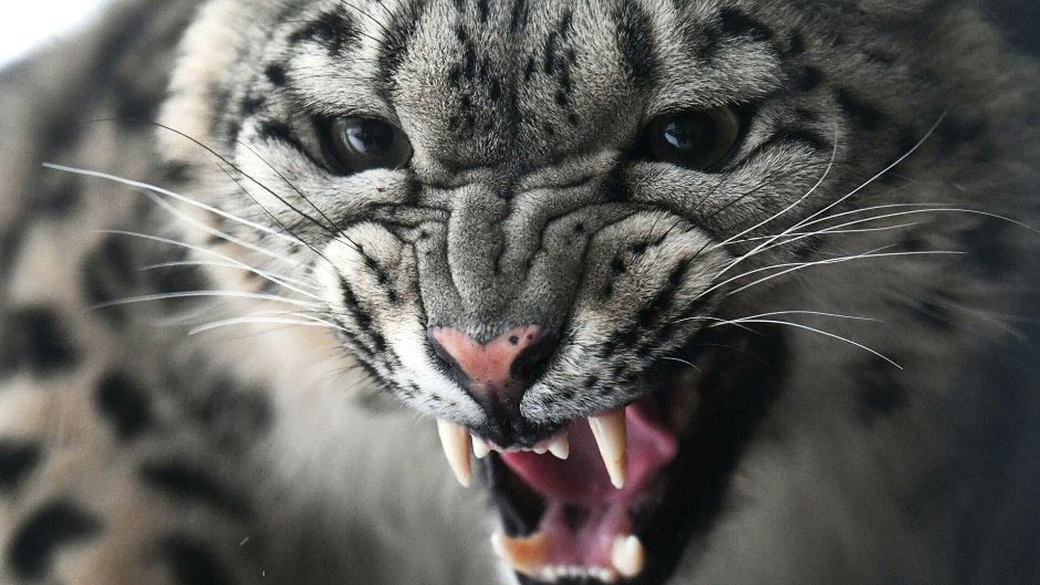 Яростный тигр