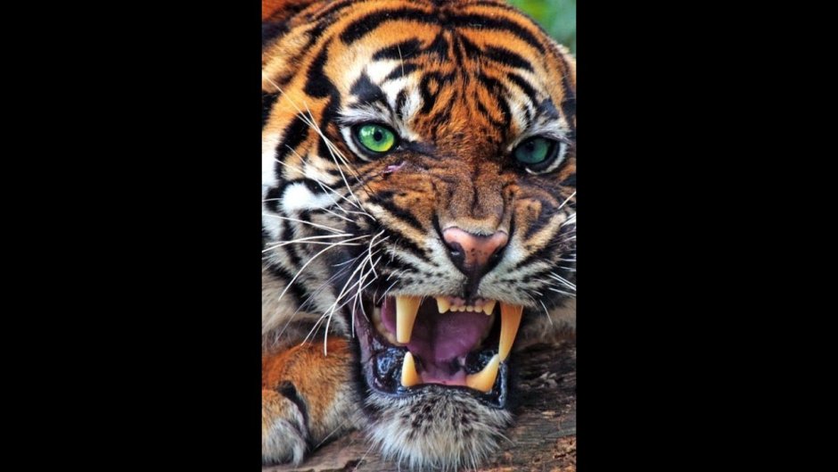 Мордочка тигра