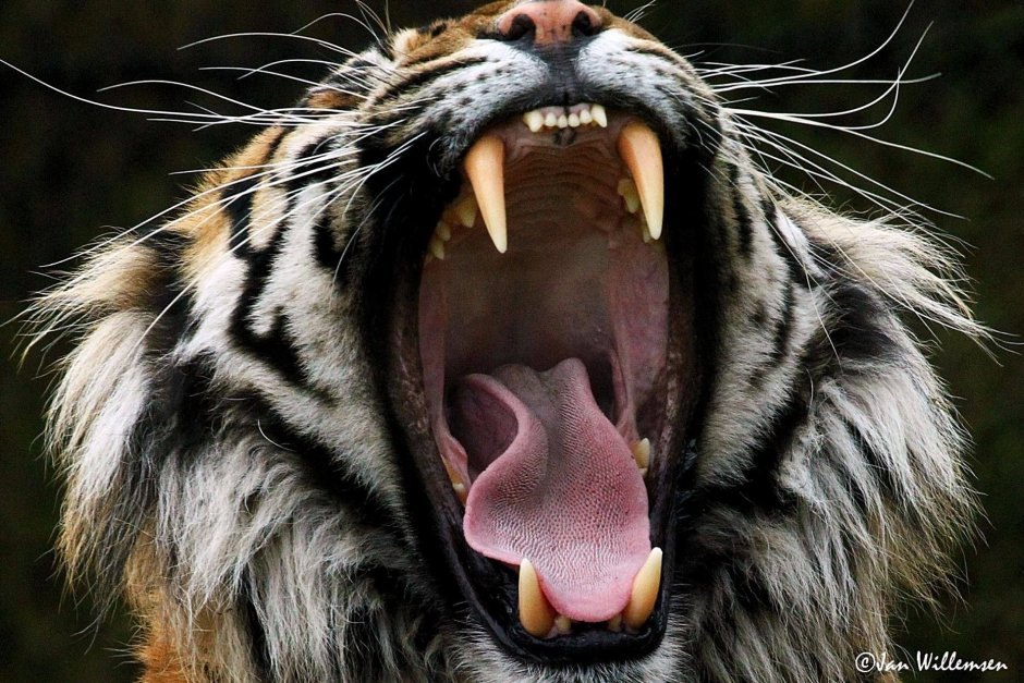 Тигр оскал анфас