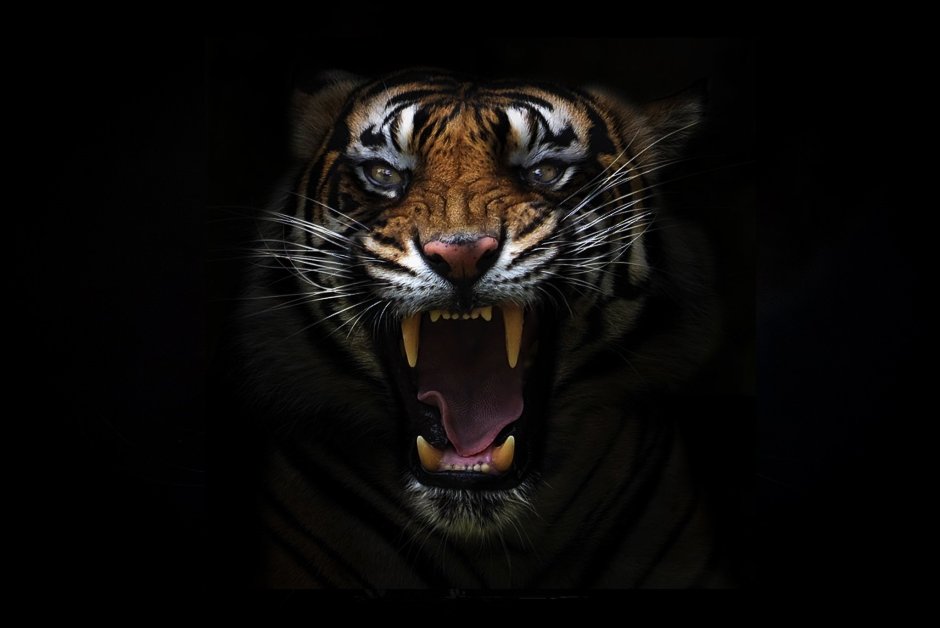 Дымчатый леопард оскал