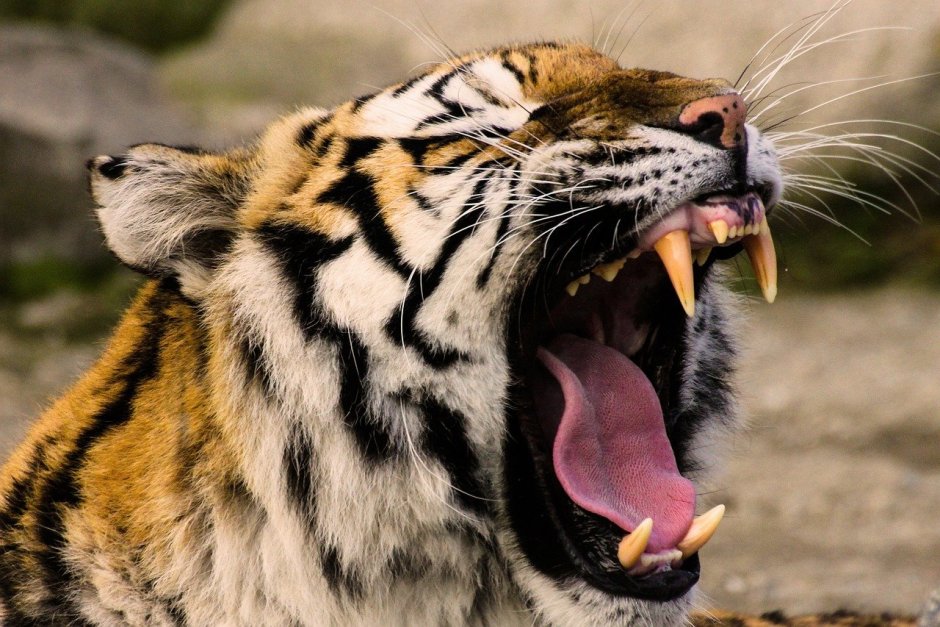 Оскал на черном фоне