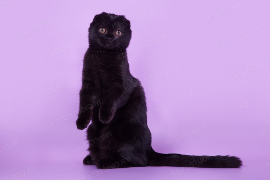 Шотландская вислоухая кошка черная
