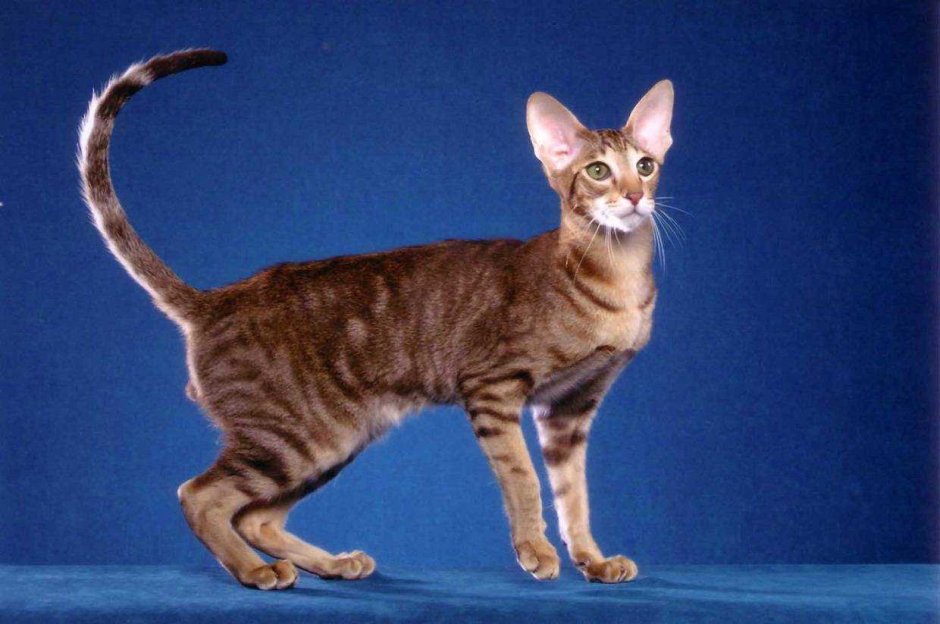 Египетская Ориентальная кошка