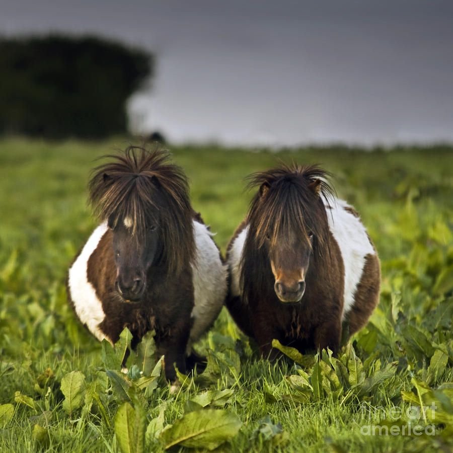 Пузатая лошадь