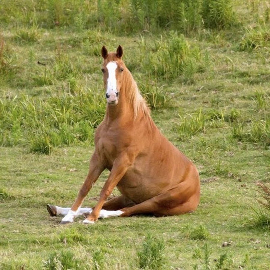 Сидячая лошадь